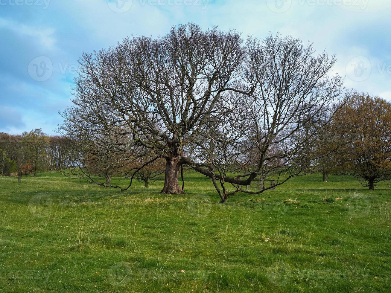 Bare winter trees in a green meadow photo