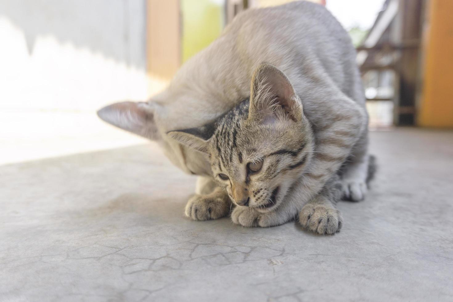 Two little kittens playing cute photo
