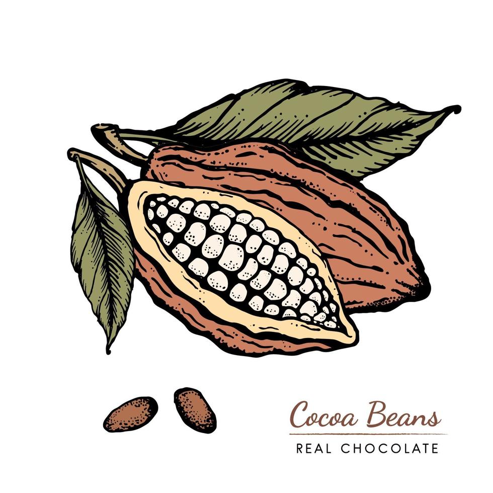 Ilustración de boceto retro dibujado a mano vintage de granos de cacao. chocolate cacao en polvo, rama de árbol, nueces, semillas y hojas. vector para logotipo, etiquetas, diseño web, elementos decorativos y más.