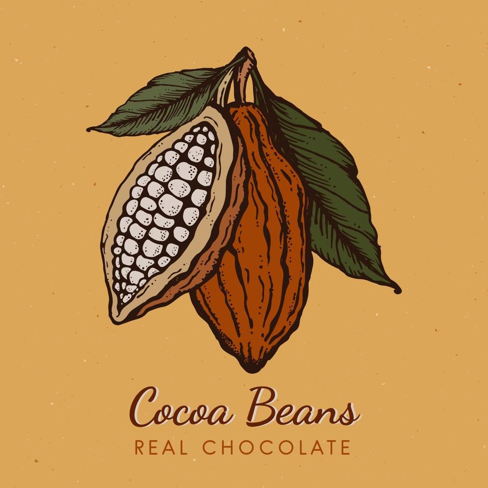 Cocoa beans Vintage Hand drawn engraved style sketch illustration. Chocolate cocoa powder bean, branch, nuts, seeds and leaves. Vector for logo, labels, web design, decorative elements and more.