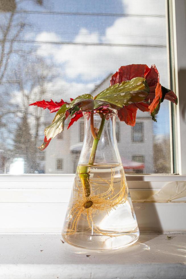 Begonias being propagated on the window sill photo