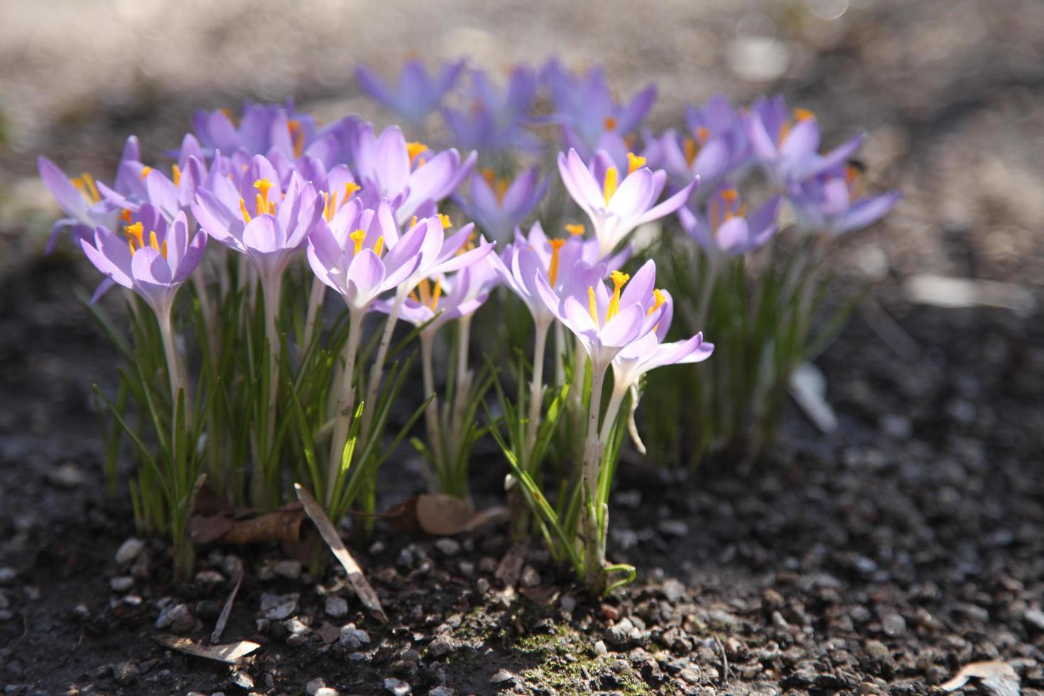 flores de azafrán que crecen en el suelo a principios de primavera foto