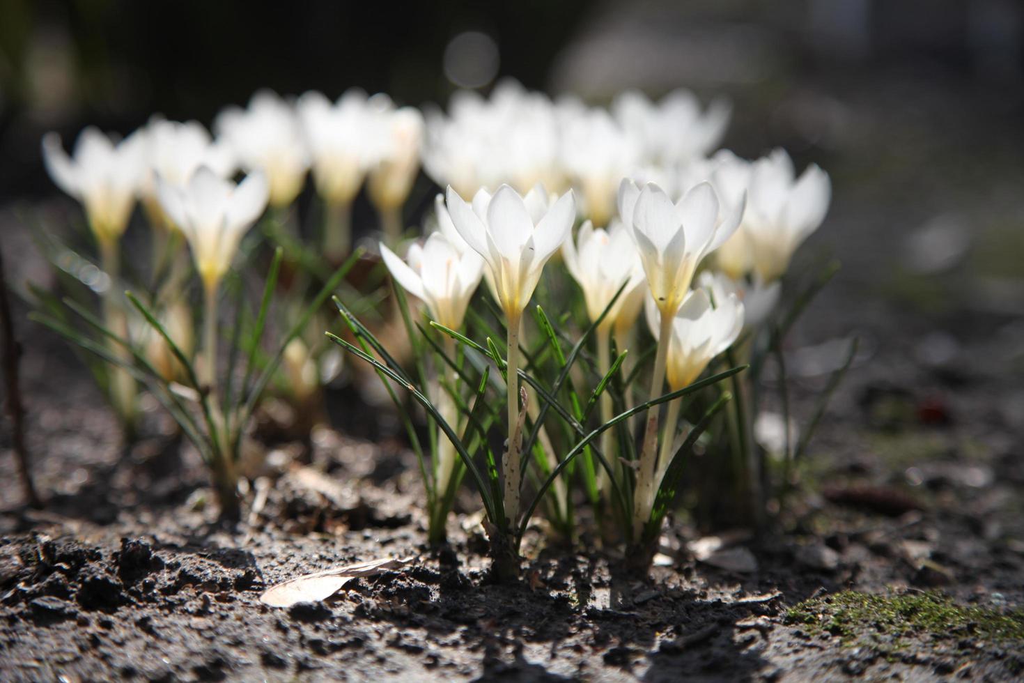 las primeras flores de primavera florecen en el jardín. Flores de azafrán blancas que crecen en el suelo a principios de la primavera foto