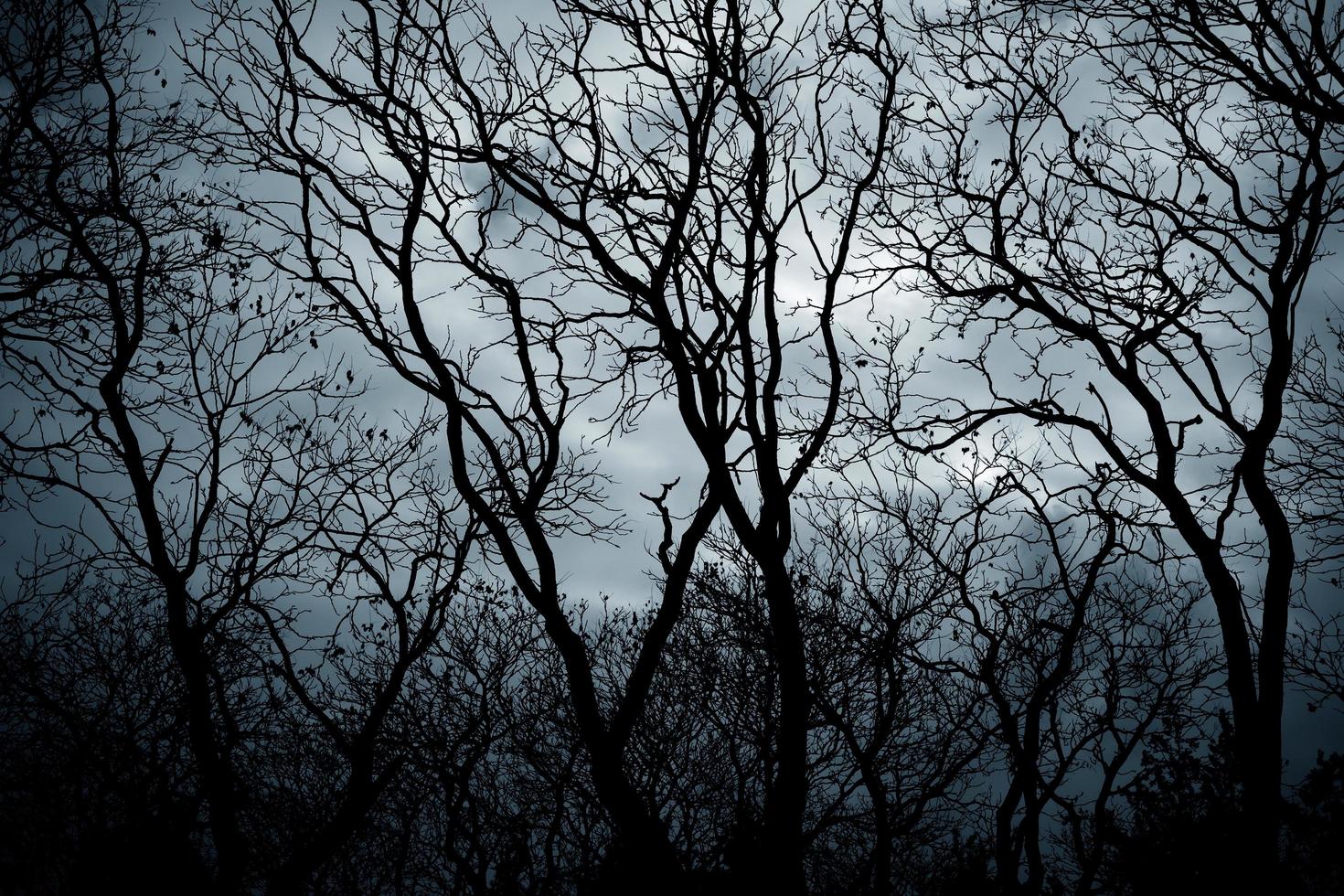 Scary forest view with dramatic sky background. photo