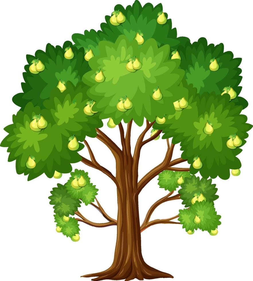 Árbol frutal de pera aislado sobre fondo blanco. vector