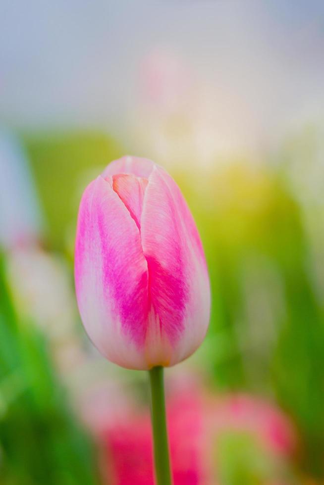 los tulipanes rosados están floreciendo foto