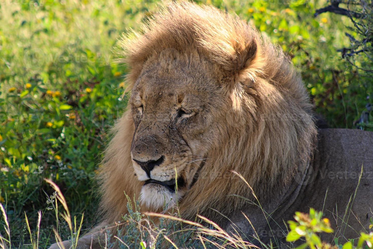 León africano macho en el parque nacional de Etosha foto