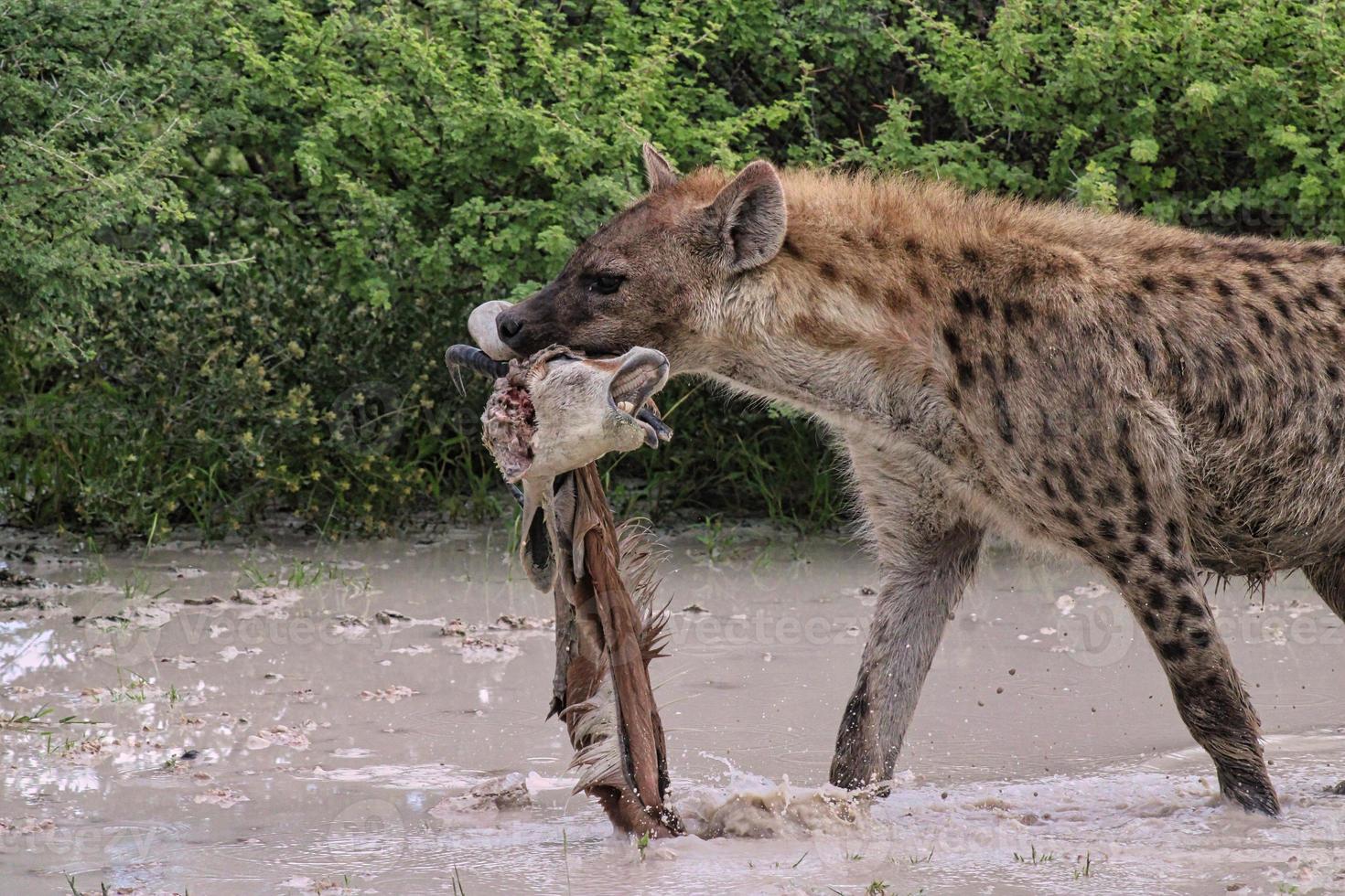 Spotted Hyena in Etosha National Park photo