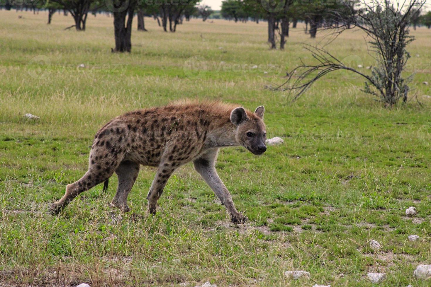 Laughing Hyena in Etosha National Park photo