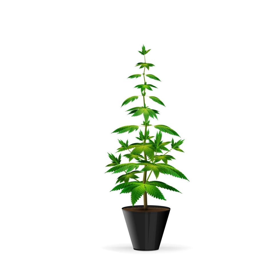 Cannabis plant at the growing stage grows in a black pot. Green marijuana bush isolated on white background vector