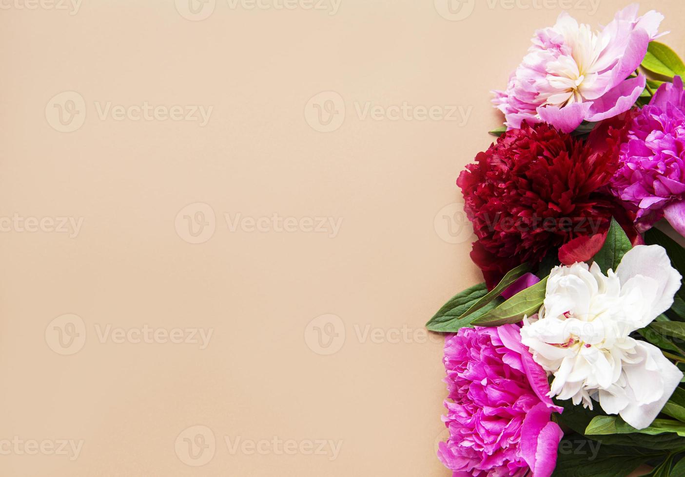 Pink peony flowers as a border photo