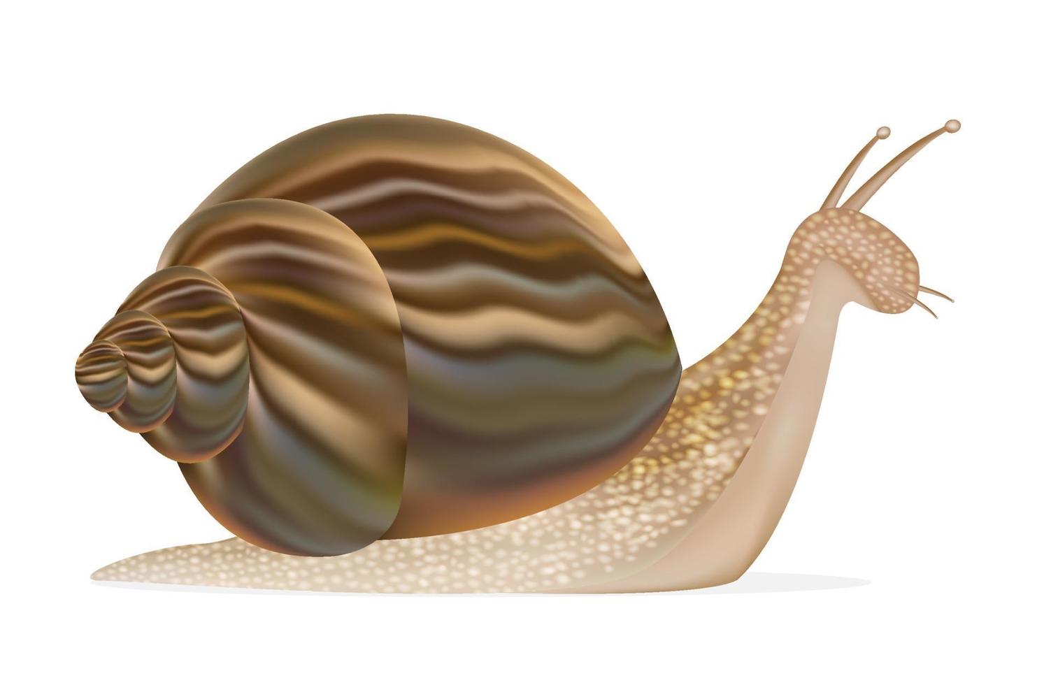 a snail vector