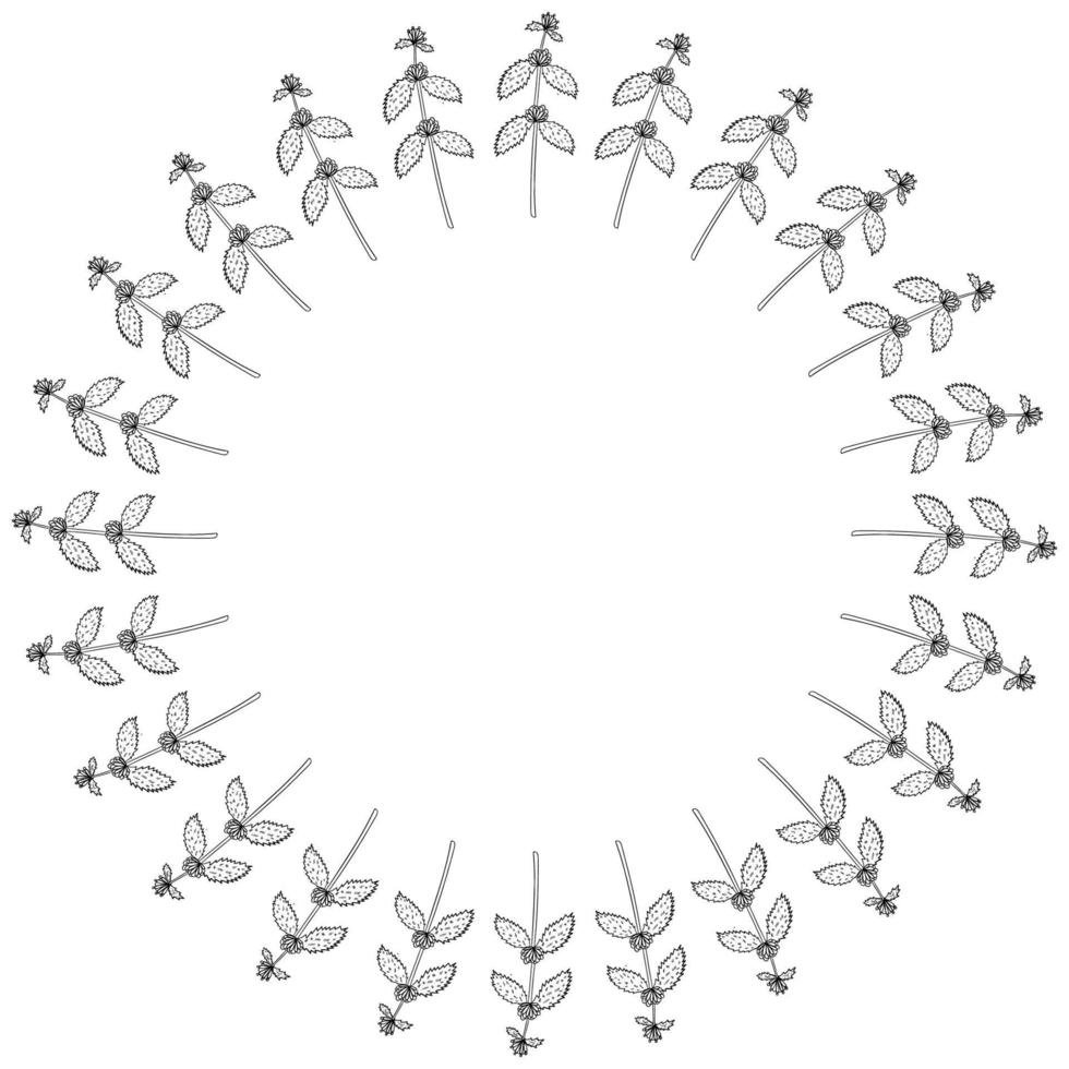 White horehound, border frame vector
