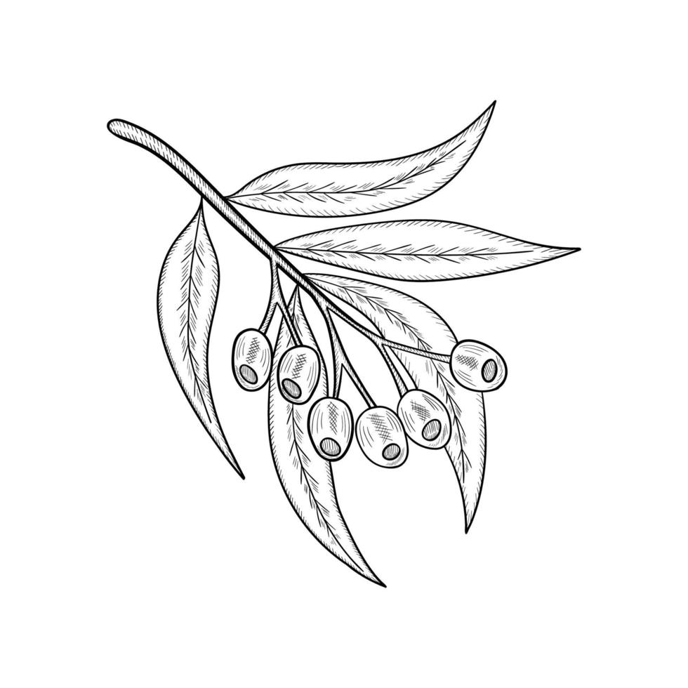 eucalipto lun 1 vector