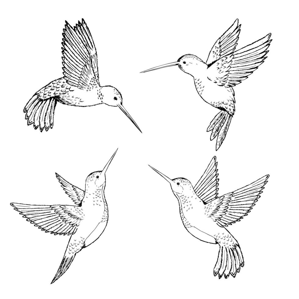 Set hummingbirds. Sketch pencil. Drawing by hand. vector