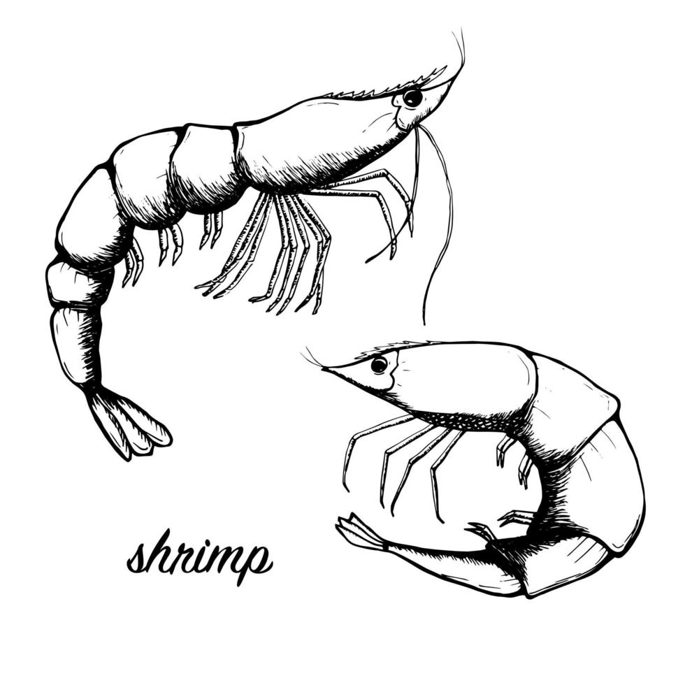 Set shrimp. Black and white sketch realistic vector image.