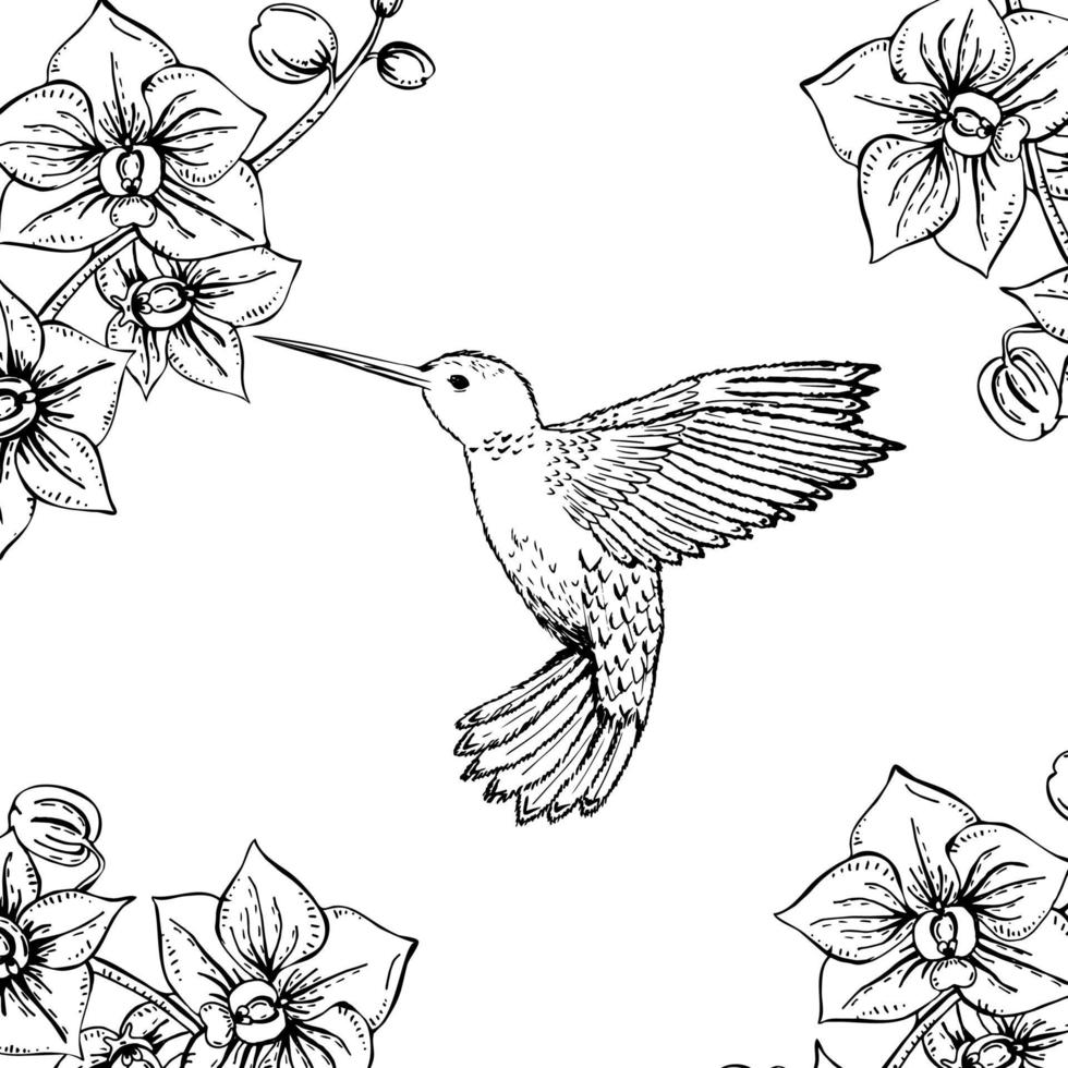 Hand drawn monochrome hummingbird and orchids. Black and white illustration with flying small hummingbird and flower. Vector sketch.