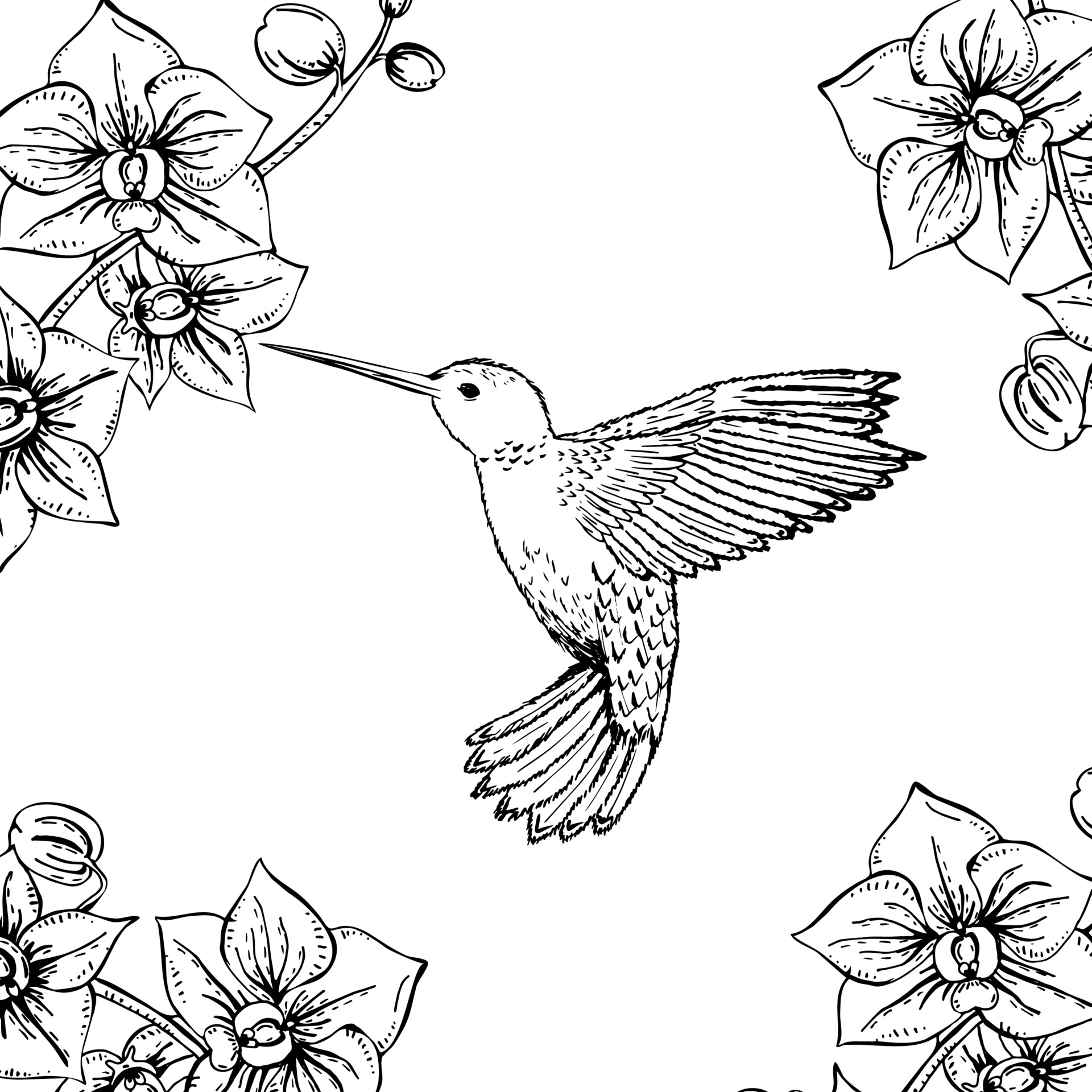 Colibrí monocromático dibujado a mano y orquídeas. Ilustración en blanco y  negro con pequeño colibrí volador y flor. dibujo vectorial. 2302608 Vector  en Vecteezy