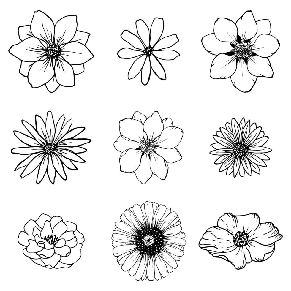 Set sketch flowers line drawing. Nature Line art vector. Botanical illustration. vector