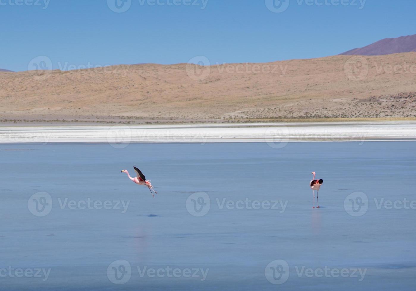 Laguna de Bolivia con flamencos en el paisaje acuático foto
