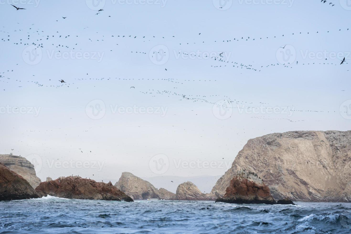 Ballestas Island in Peru photo