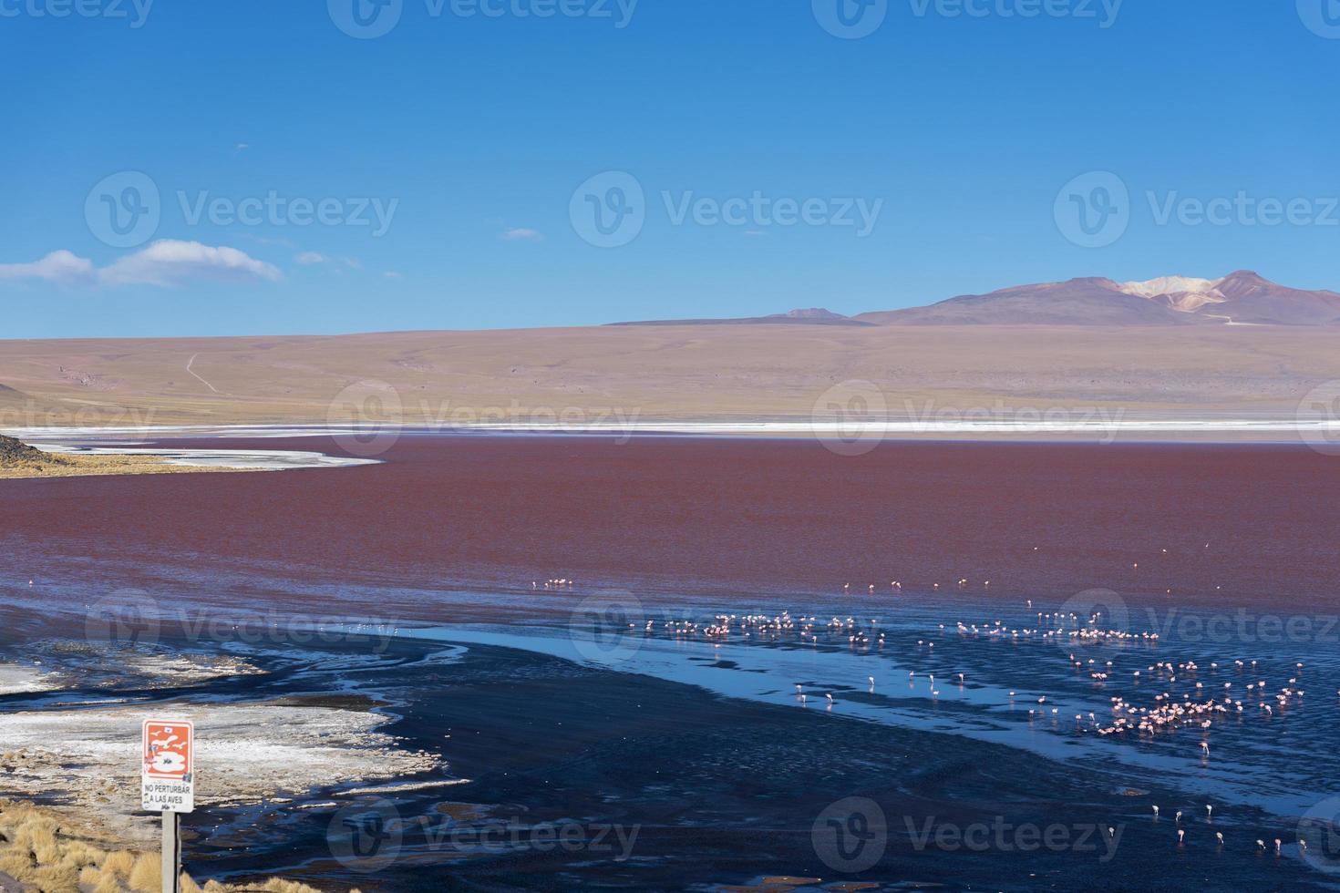 Colorida laguna colorada en la meseta del altiplano en Bolivia foto