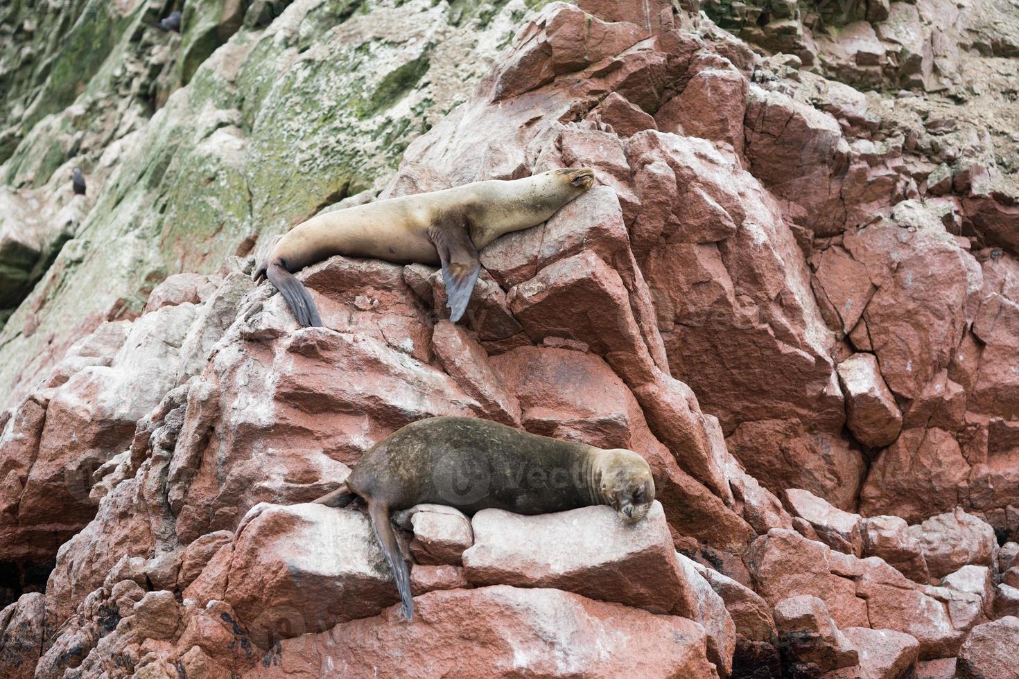 Sea lions on the Ballestas Island Cliffs photo