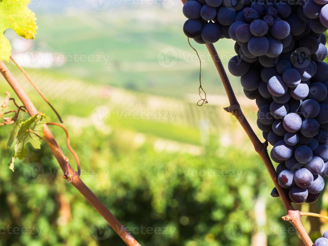 Grapes close-up in vineyard photo