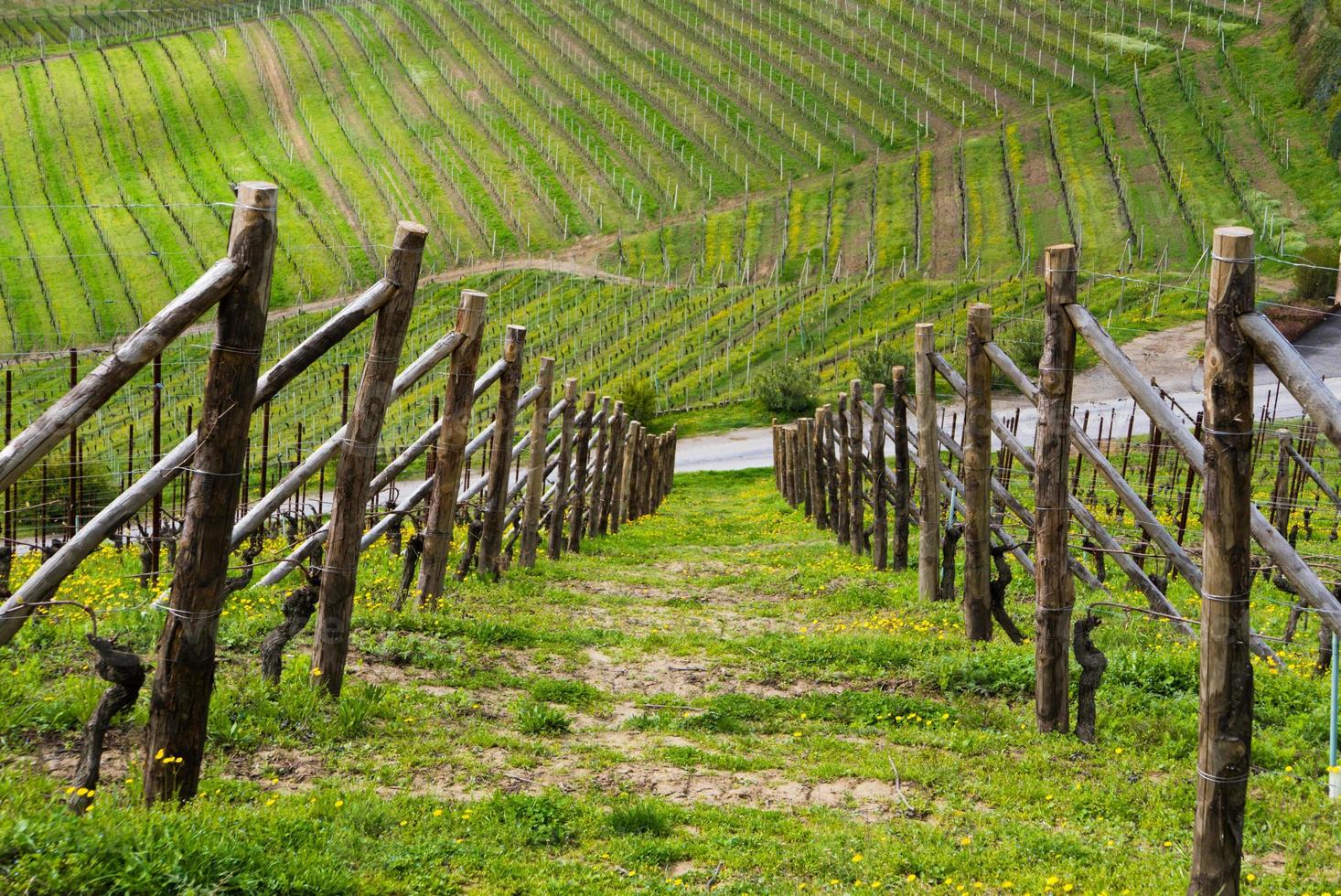 Vineyards in autumn photo