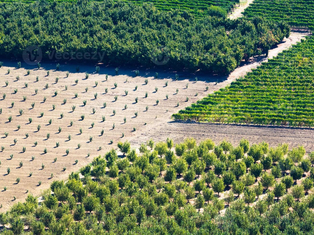 Vineyards in autumn photo