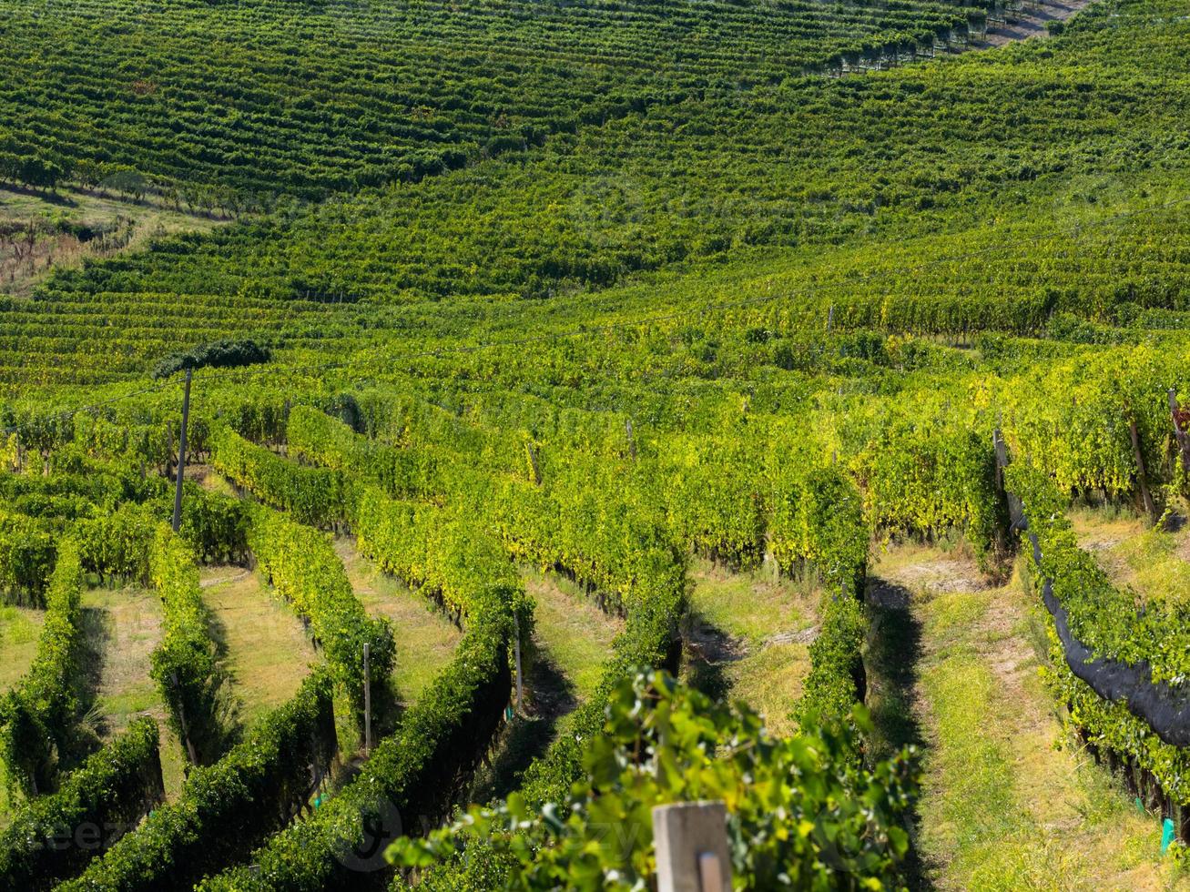 Vineyards in autumn photo