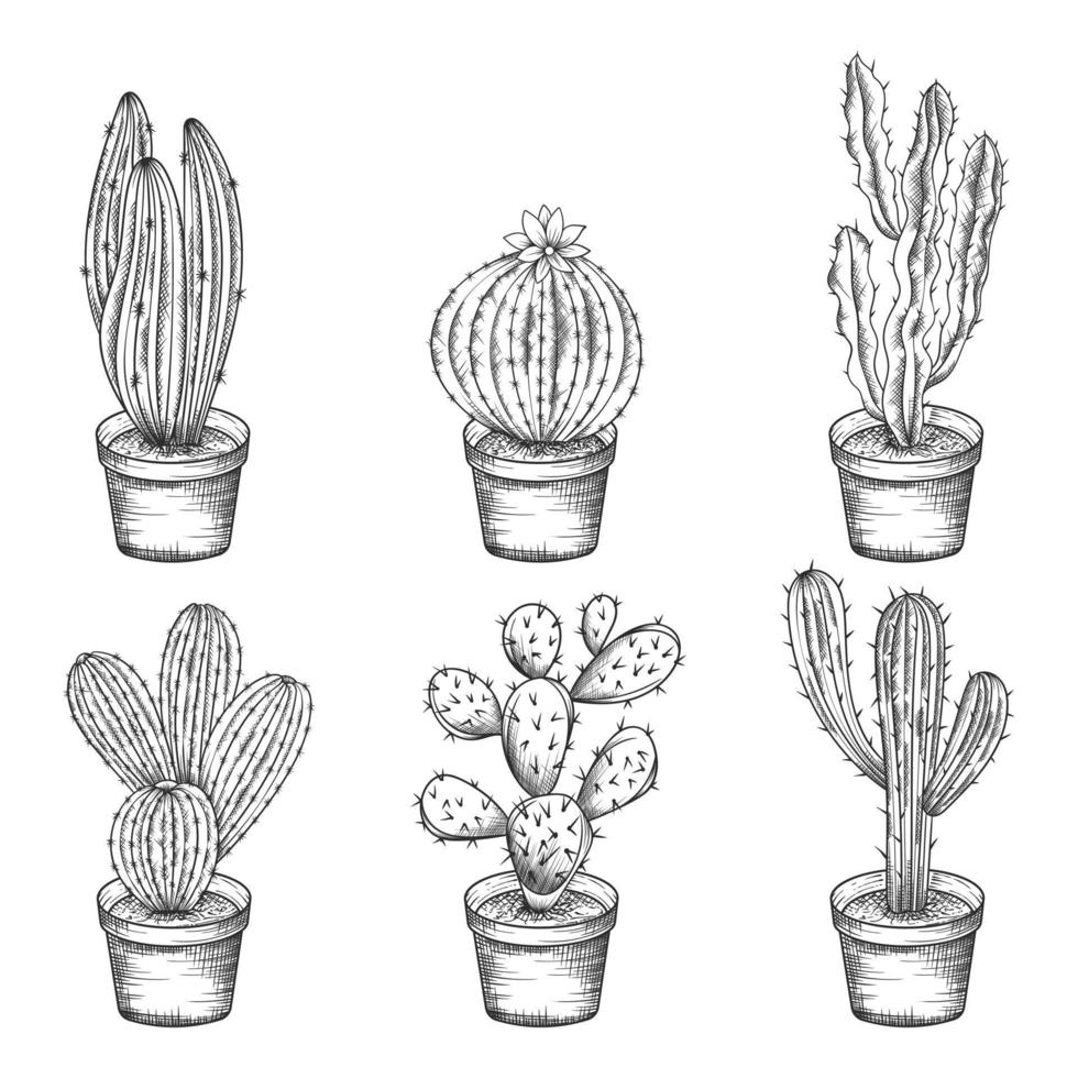 Collection of hand drawn cactus isolated on white background. vector