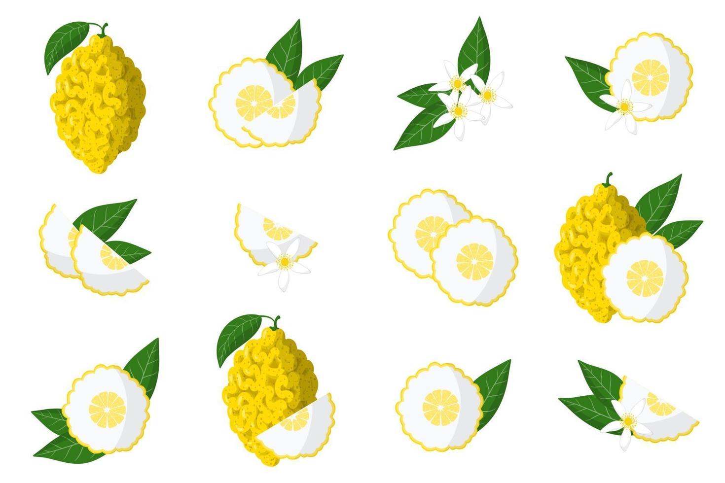 Set of illustrations with citron exotic citrus fruits, flowers and leaves isolated on a white background. vector