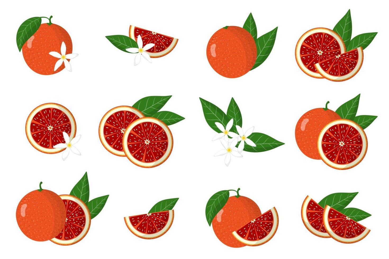 Set of illustrations with blood orange exotic citrus fruits, flowers and leaves isolated on a white background. vector