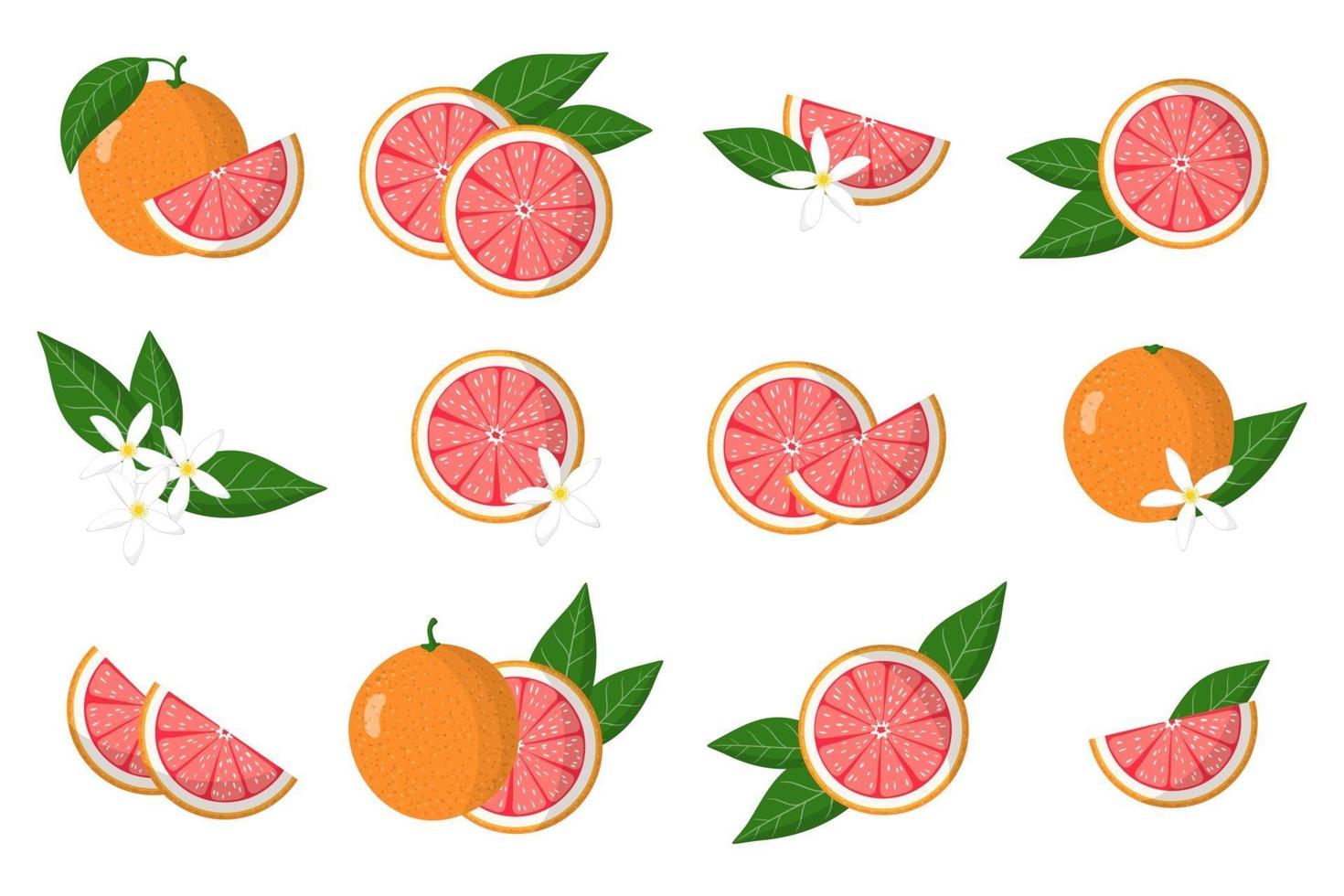 conjunto de ilustraciones con pomelo frutas cítricas exóticas, flores y hojas aisladas sobre fondo blanco. vector