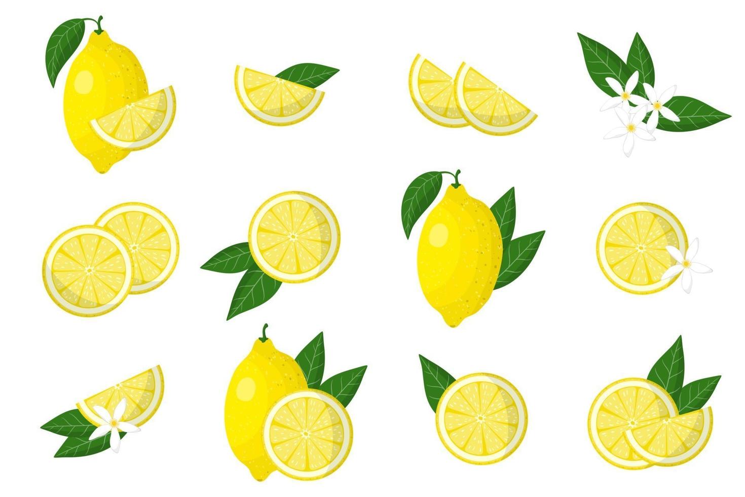 Set of illustrations with lemon exotic citrus fruits, flowers and leaves isolated on a white background. vector