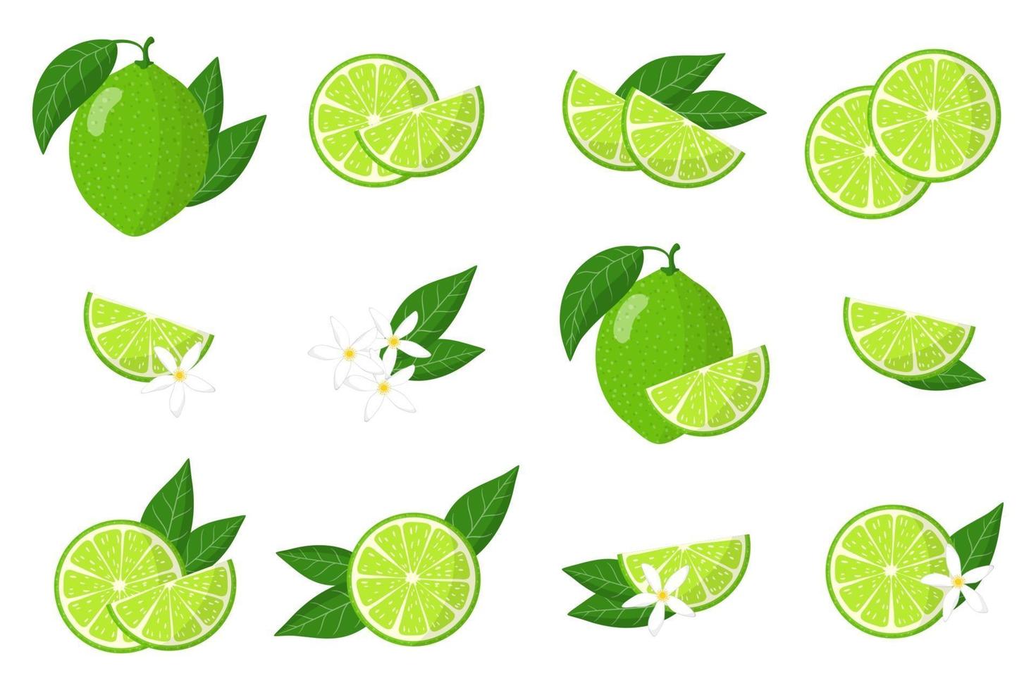 conjunto de ilustraciones con cítricos exóticos de limón, flores y hojas aisladas sobre fondo blanco. vector