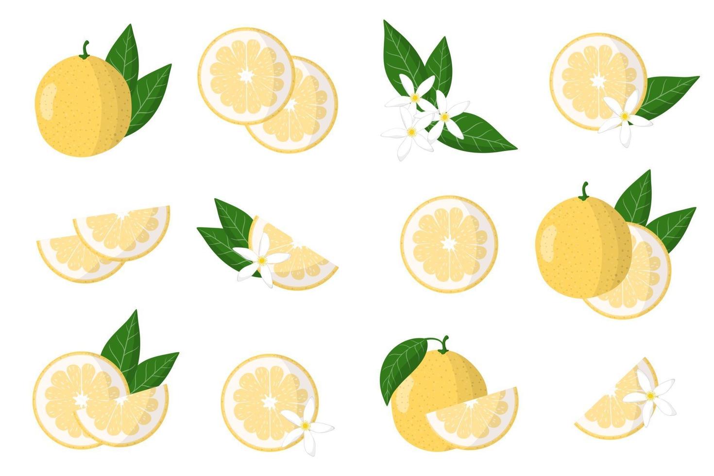 Set of illustrations with sweetie exotic citrus fruits, flowers and leaves isolated on a white background. vector