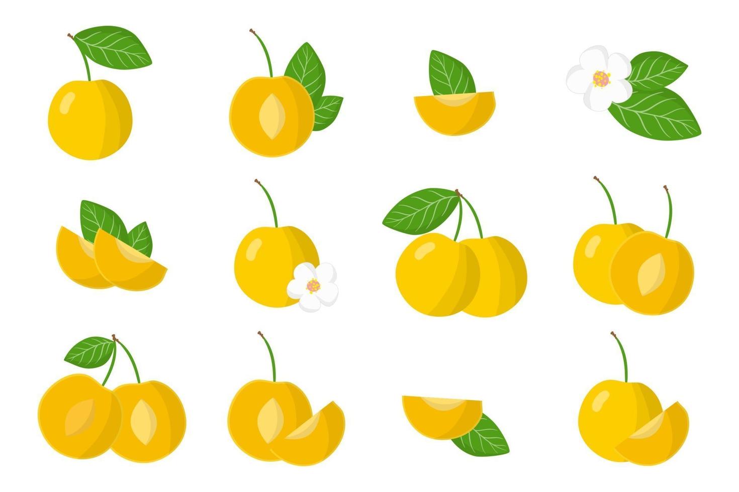 Set of illustrations with Cherry plum exotic fruits, flowers and leaves isolated on a white background. vector