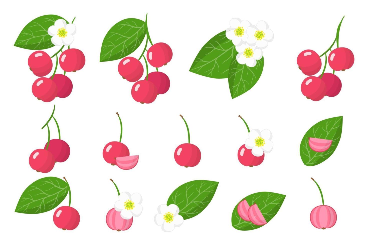 conjunto de ilustraciones con capulina frutas exóticas, flores y hojas aisladas sobre fondo blanco. vector