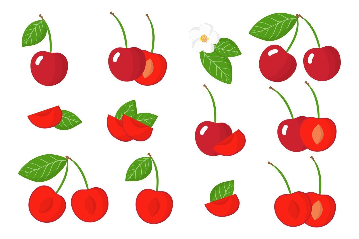 Set of illustrations with Cherry exotic fruits, flowers and leaves isolated on a white background. vector