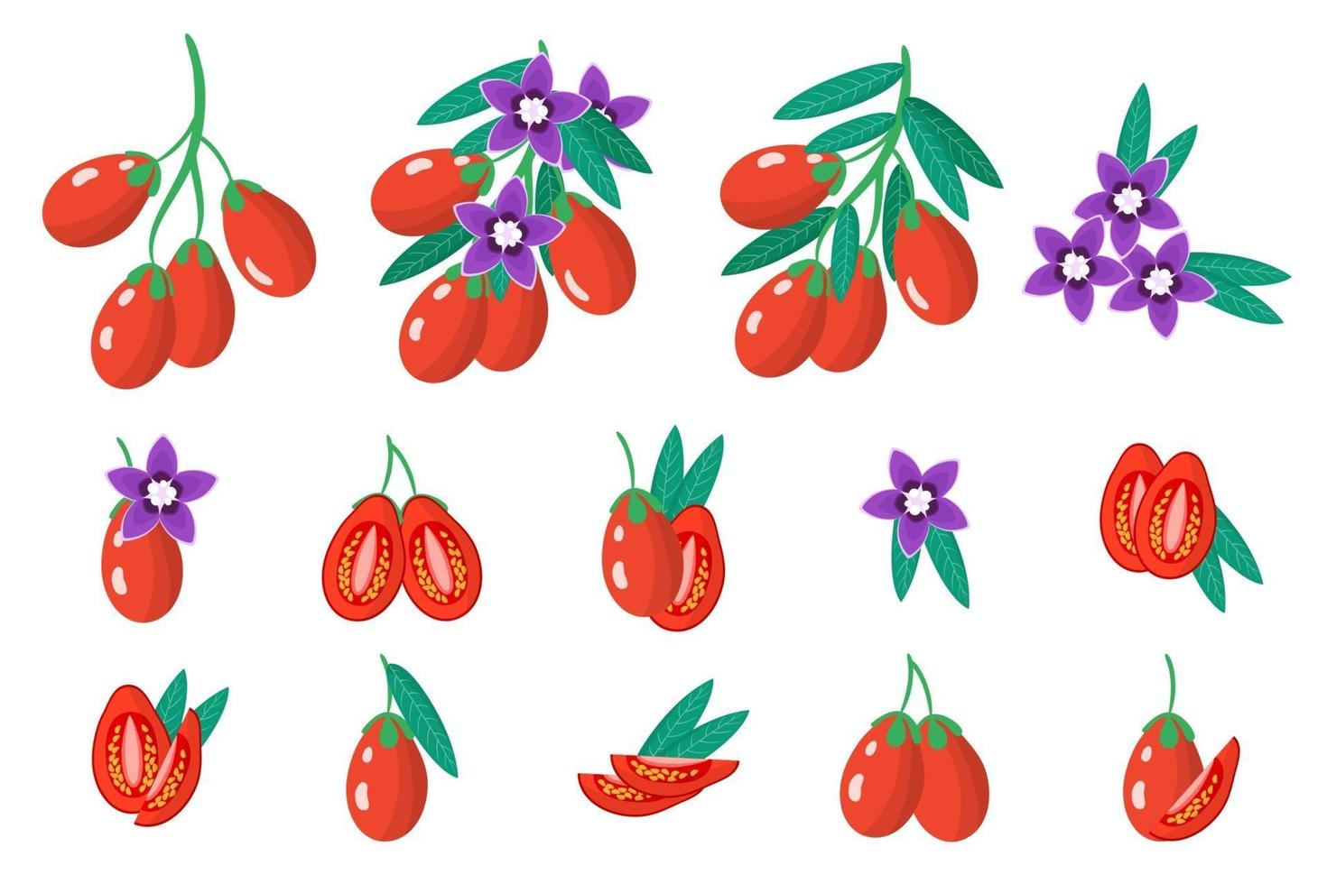 Set of illustrations with Goji exotic fruits, flowers and leaves isolated on a white background. vector
