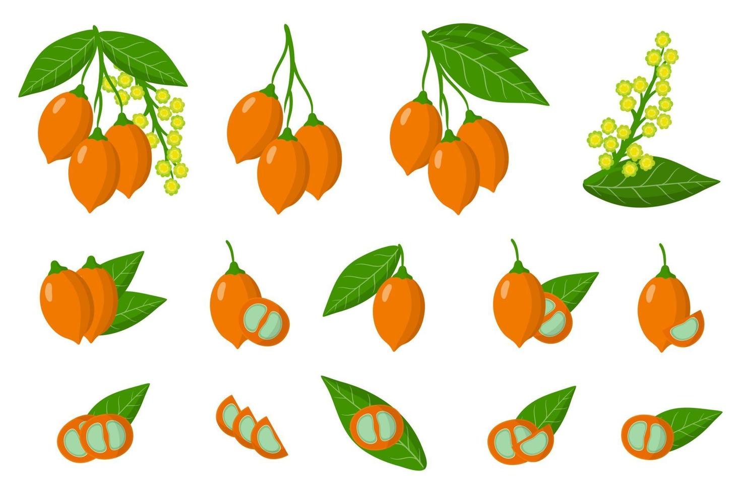 Set of illustrations with Bunchosia exotic fruits, flowers and leaves isolated on a white background. vector