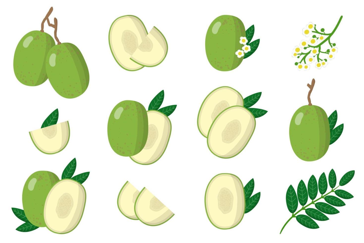 Set of illustrations with Ambarella exotic fruits, flowers and leaves isolated on a white background. vector