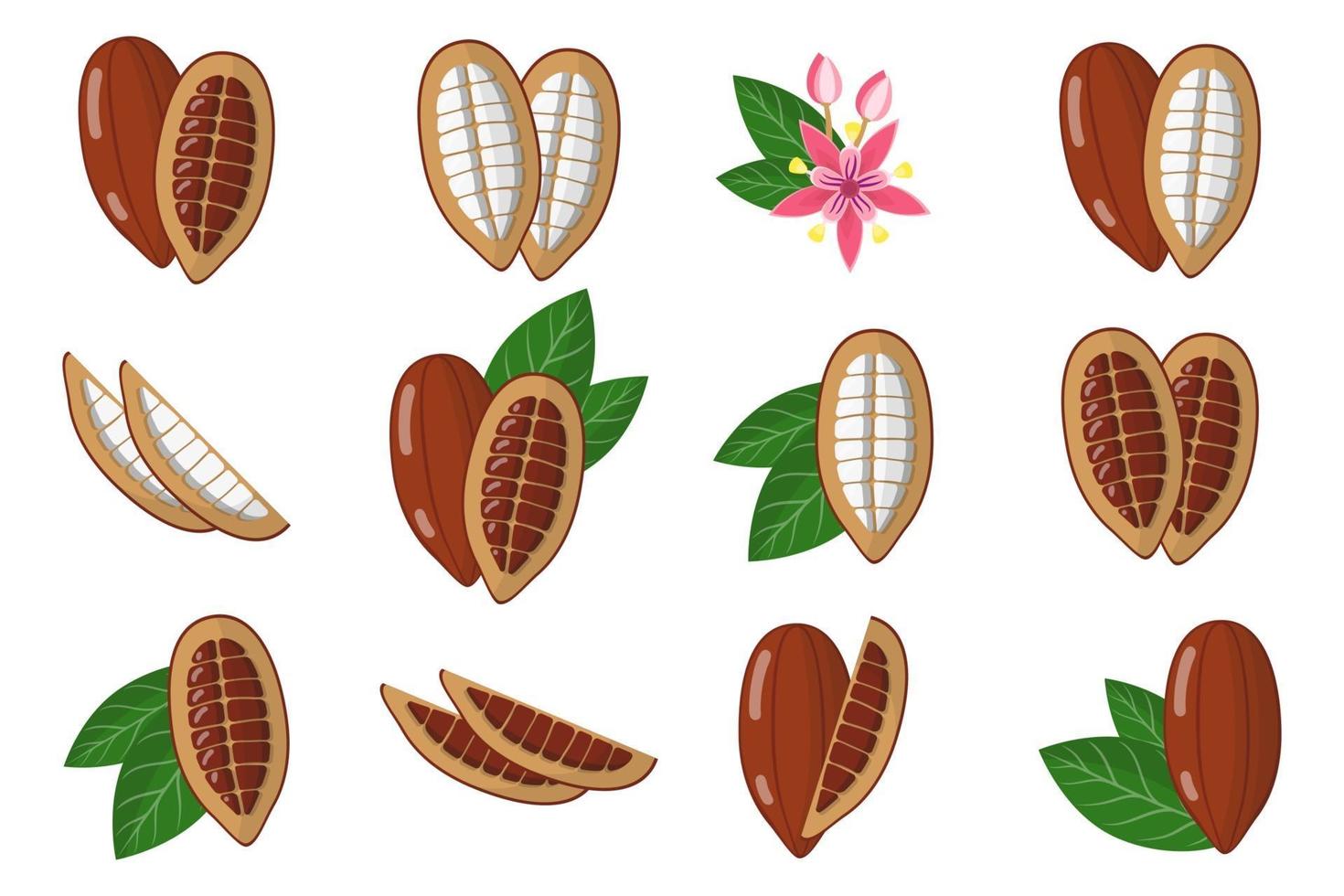 conjunto de ilustraciones con frutas exóticas de cacao, flores y hojas aisladas sobre fondo blanco. vector