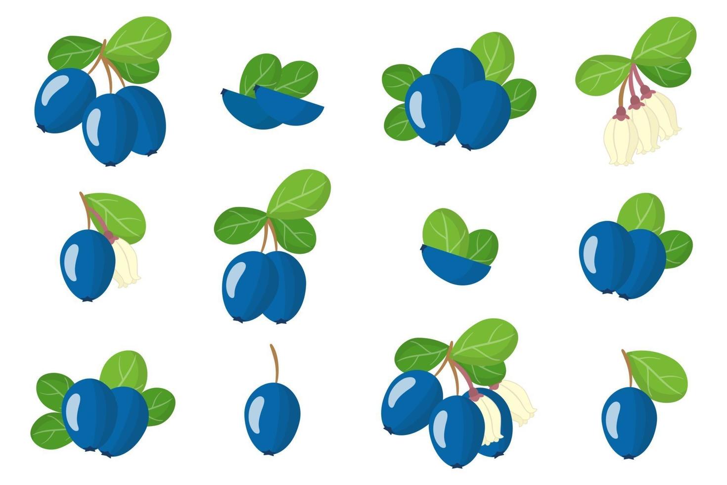 Set of illustrations with Bilberry exotic fruits, flowers and leaves isolated on a white background. vector