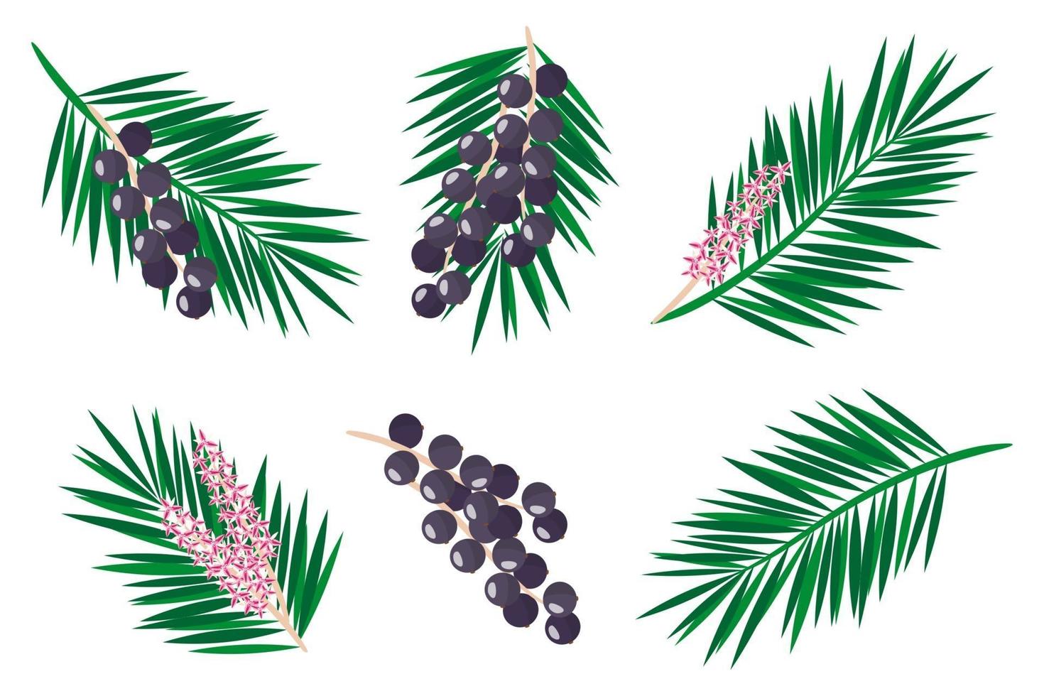 Set of illustrations with Acai exotic fruits, flowers and leaves isolated on a white background. vector