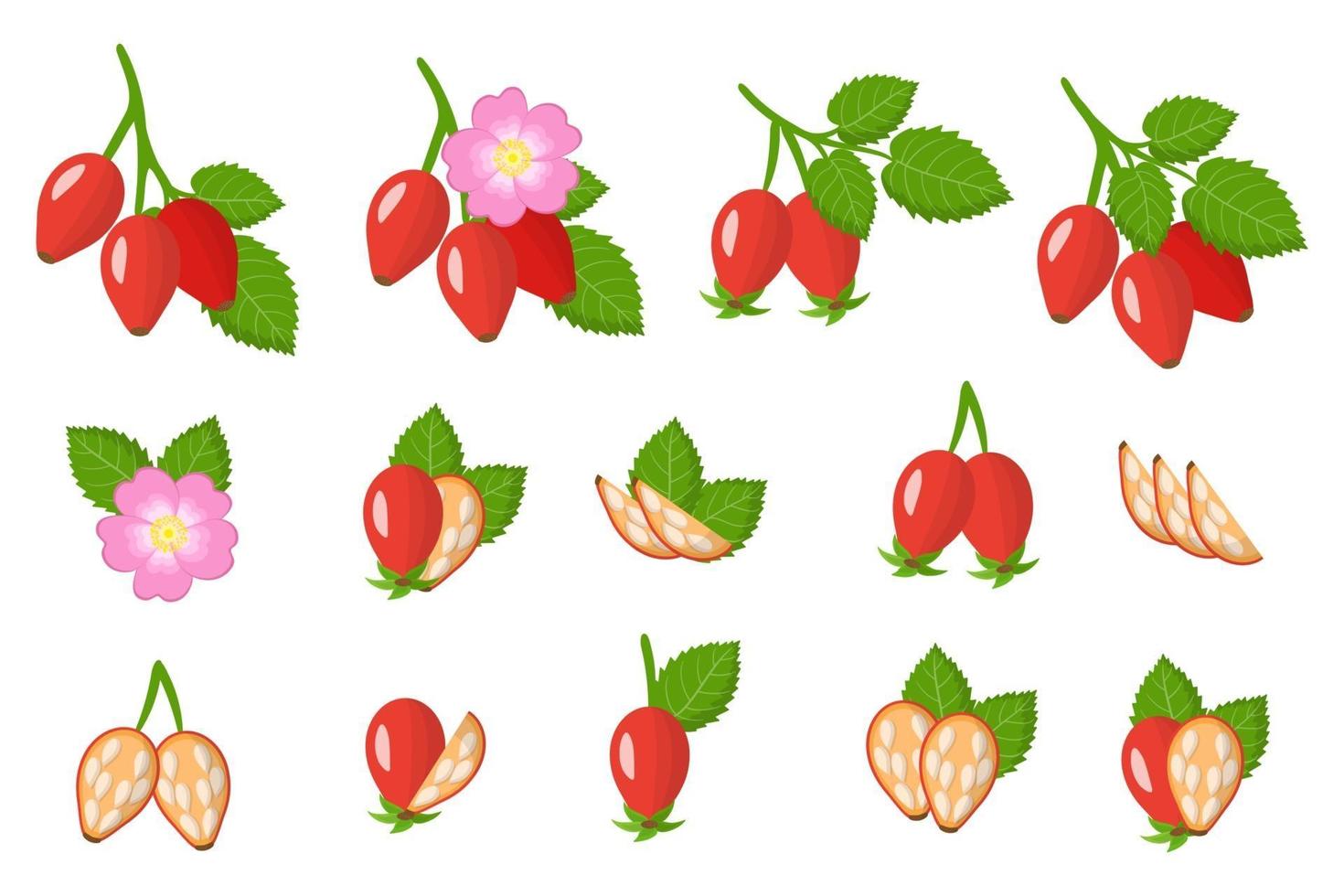 Set of illustrations with dogrose exotic fruits, flowers and leaves isolated on a white background. vector