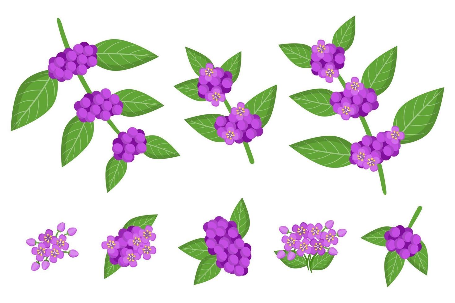 conjunto de ilustraciones con frutas exóticas de callicarpa, flores y hojas aisladas sobre fondo blanco. vector