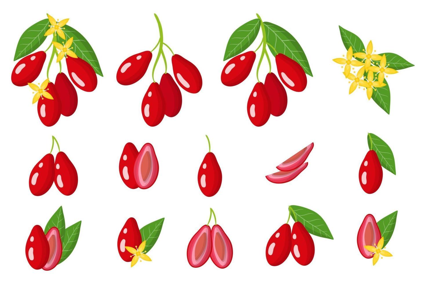 Set of illustrations with dogwood exotic fruits, flowers and leaves isolated on a white background. vector